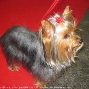 Photo de Yorkshire terrier