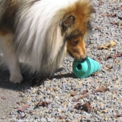 Photo de Chien de berger des shetland