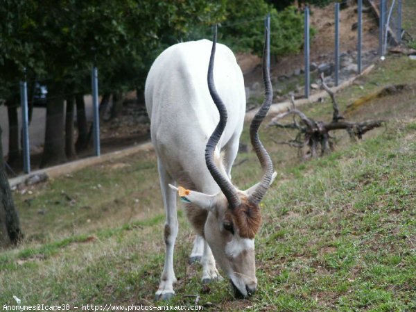 Photo d'Antilope