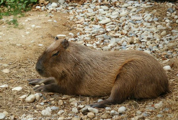 Photo de Cabiai ou capybara