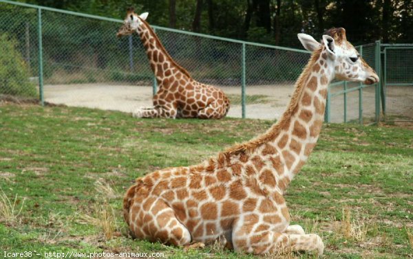 Photo de Girafe