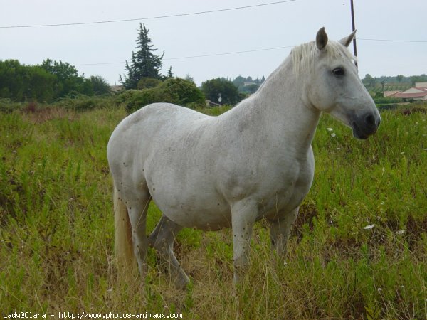 Photo de Camargue