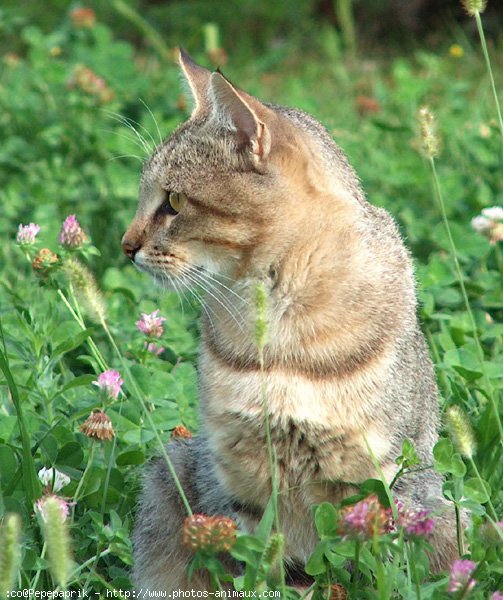 Photo de Chat domestique