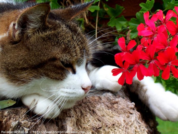 Photo de Chat domestique