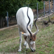 Photo d'Antilope