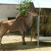 Photo d'Antilope