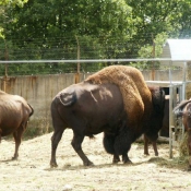 Photo de Bison