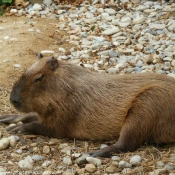 Photo de Cabiai ou capybara