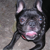 Photo de Bouledogue franais