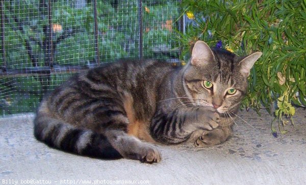 Photo de Chat domestique