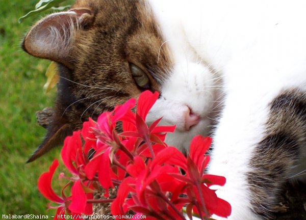 Photo de Chat domestique