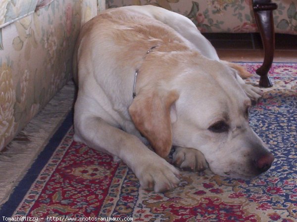 Photo de Labrador retriever