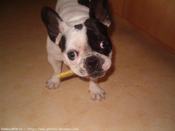 Photo de Bouledogue franais