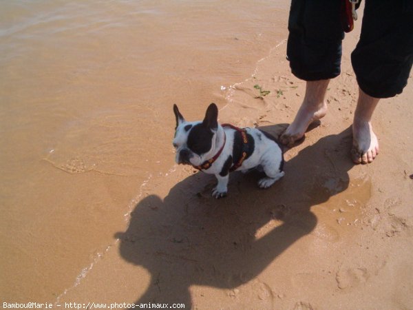 Photo de Bouledogue franais