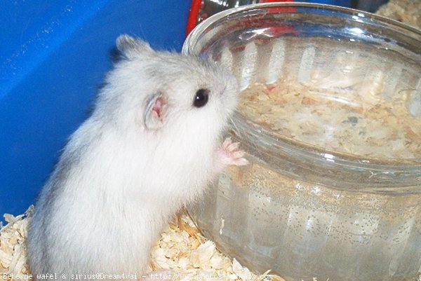 Photo de Hamster