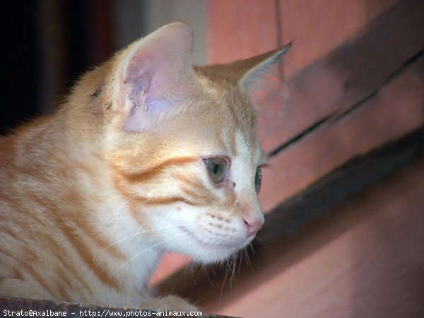 Photo de Chat domestique