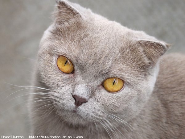 Photo de Scottish fold