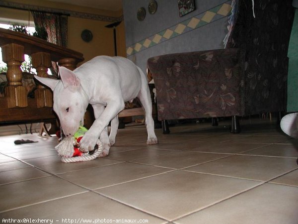 Photo de Bull terrier miniature