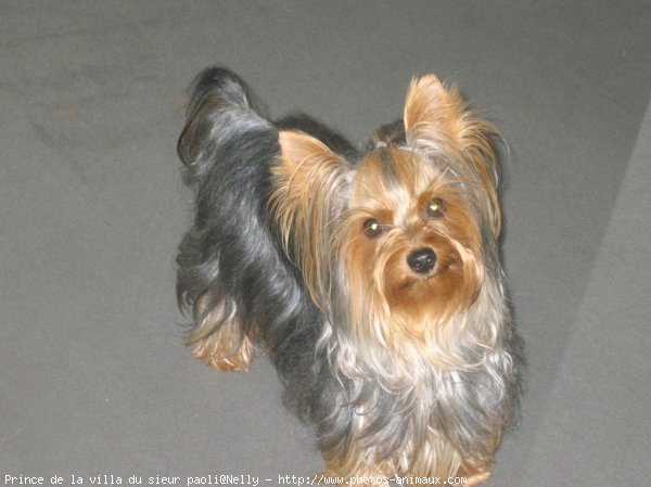 Photo de Yorkshire terrier