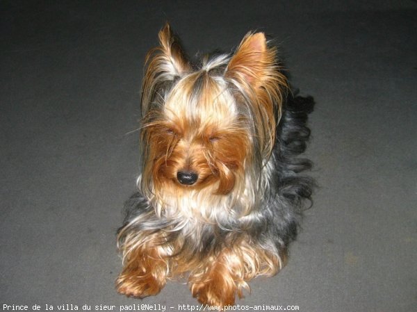 Photo de Yorkshire terrier