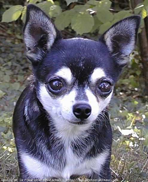 Photo de Chihuahua  poil court