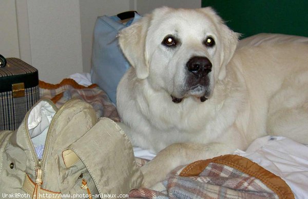 Photo de Chien de berger des tatras