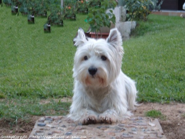 Photo de West highland white terrier