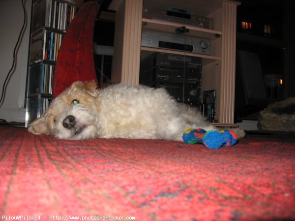 Photo de Fox terrier  poil dur