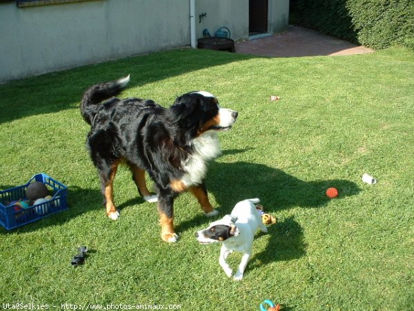 Photo de Jack russell terrier