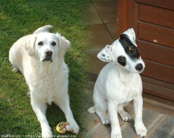 Photo de Jack russell terrier