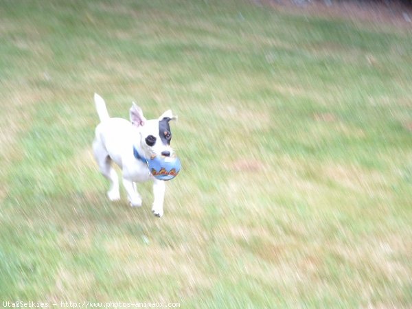 Photo de Jack russell terrier