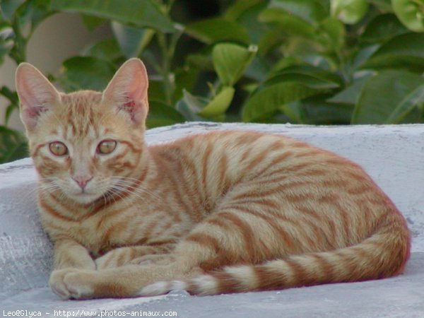 Photo de Chat domestique