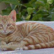 Photo de Chat domestique