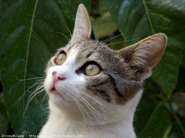 Photo de Chat domestique