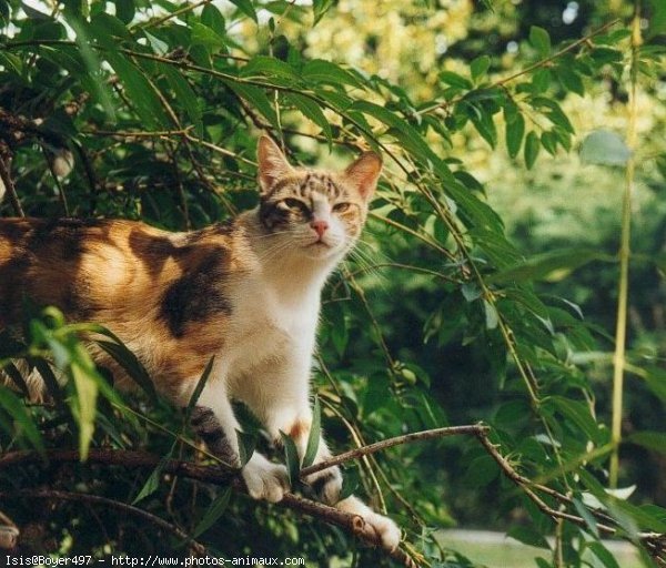 Photo de Chat domestique