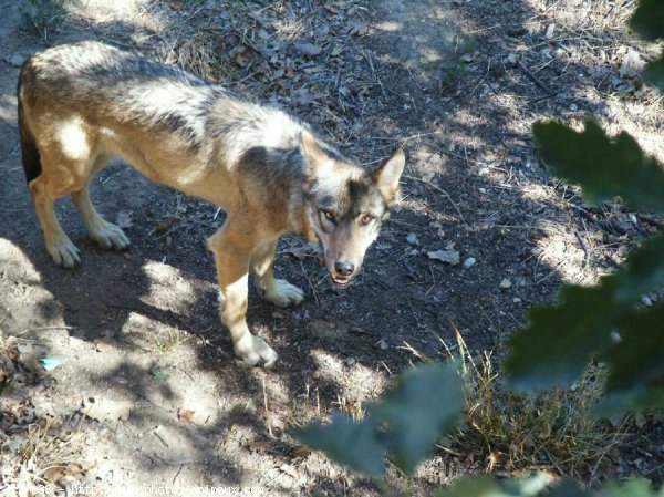 Photo de Loup