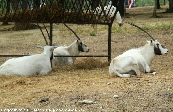 Photo d'Antilope