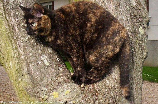 Photo de Chat domestique