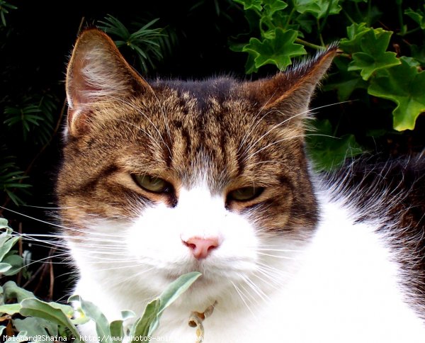 Photo de Chat domestique