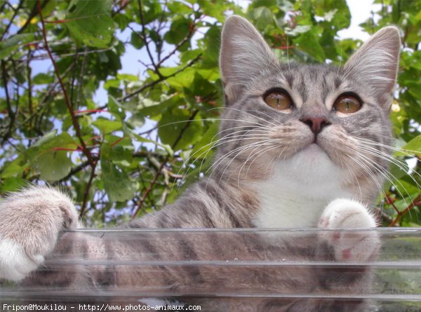 Photo de Chat domestique