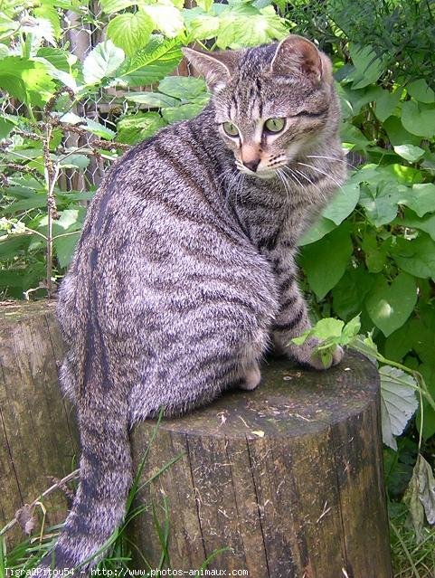 Photo de Chat domestique