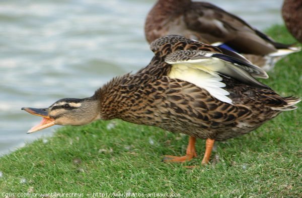 Photo de Canard