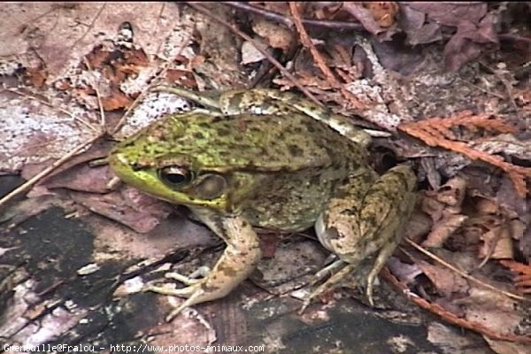 Photo de Grenouille