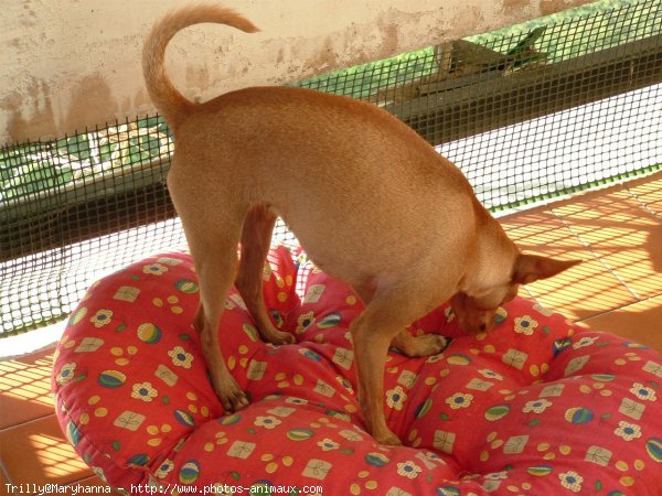 Photo de Pinscher nain