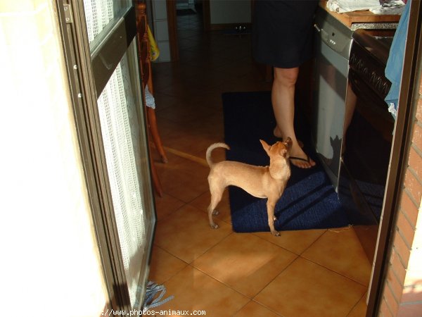 Photo de Pinscher nain