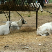 Photo d'Antilope