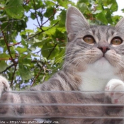 Photo de Chat domestique