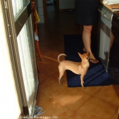 Photo de Pinscher nain