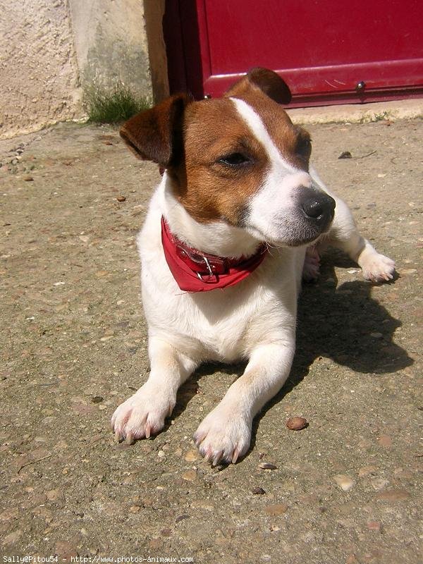 Photo de Jack russell terrier