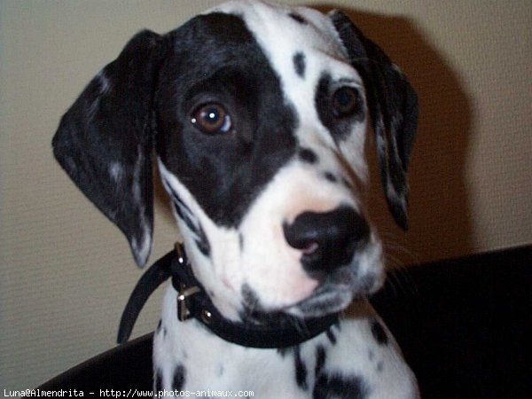 Photo de Dalmatien